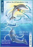 פוסטר "שרירי הצלילה והזינוק של הדולפין״ גודל 30/40 ס"מ